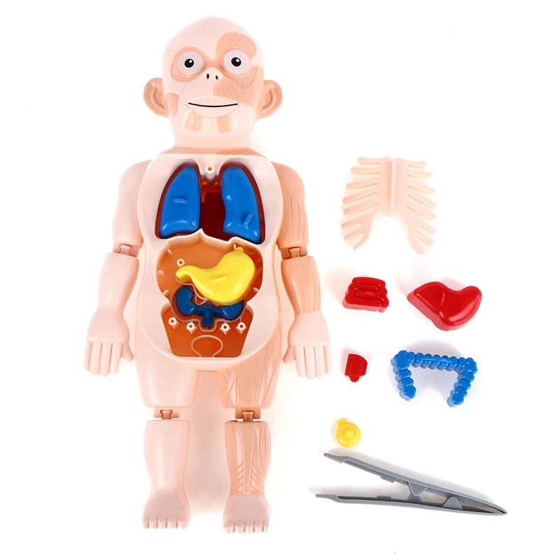 Brinquedo Educativo - Boneco Anatomia do Corpo Humano