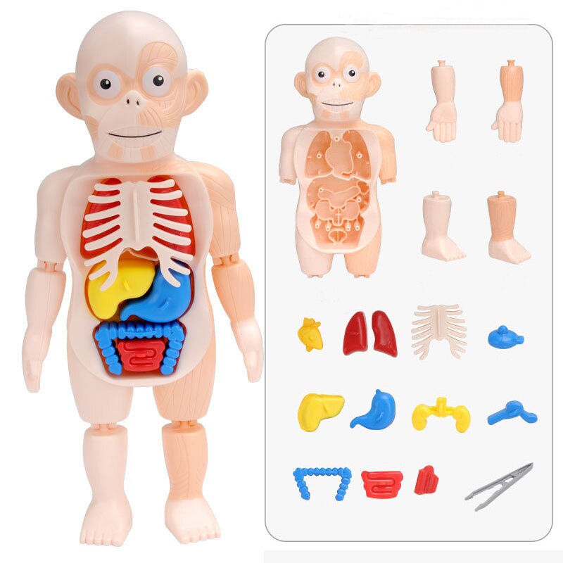 Brinquedo Educativo - Boneco Anatomia do Corpo Humano